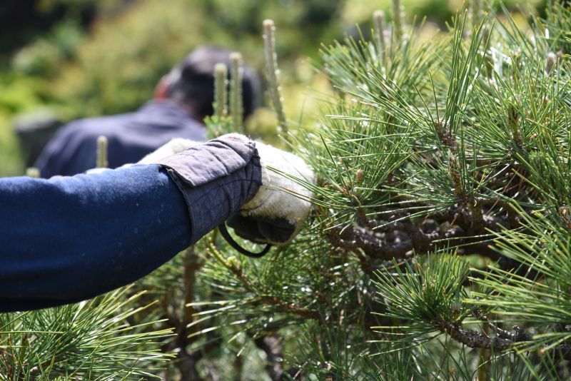 Tree Pruning in Reno, NV