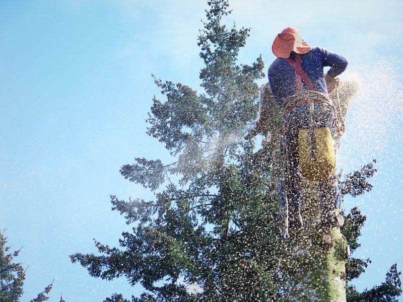 Tree Removal Service in Doylestown, PA