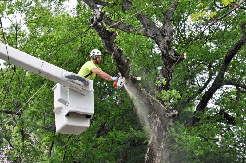 Tree Removal Service in San Jose, CA