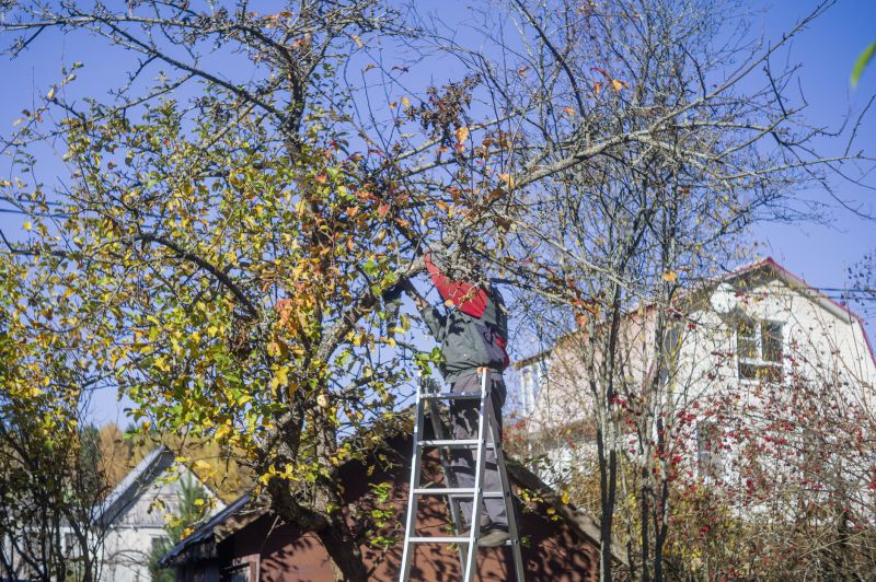 Tree Service in Reno, NV