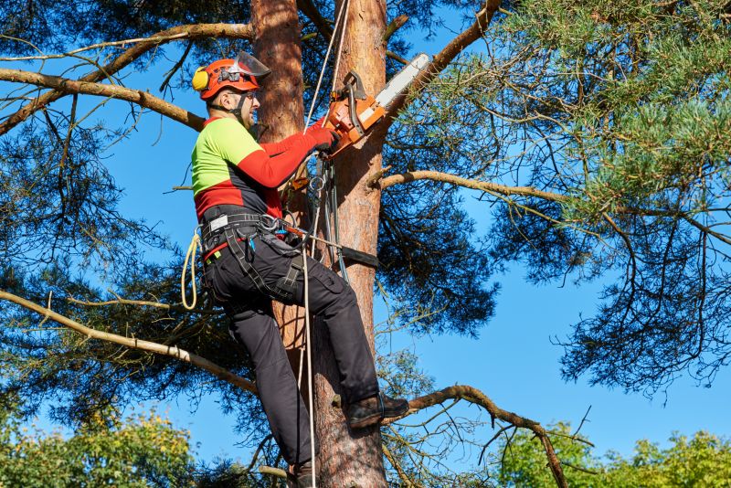 Tree Service in Reno, NV