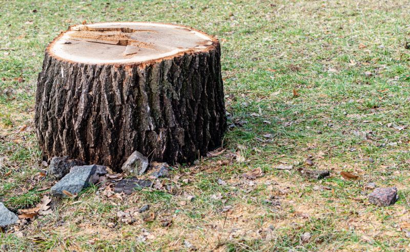 Tree Stump Removal in Calvert County, MD