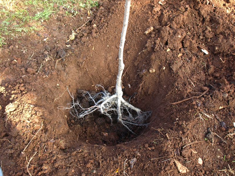 Tree Trunk Removal in Calvert County, MD