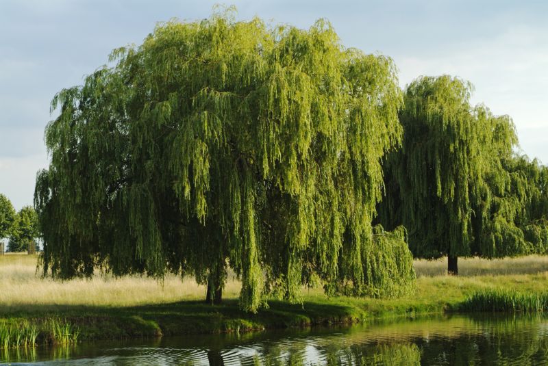Willow Tree Removal in Pottstown, PA