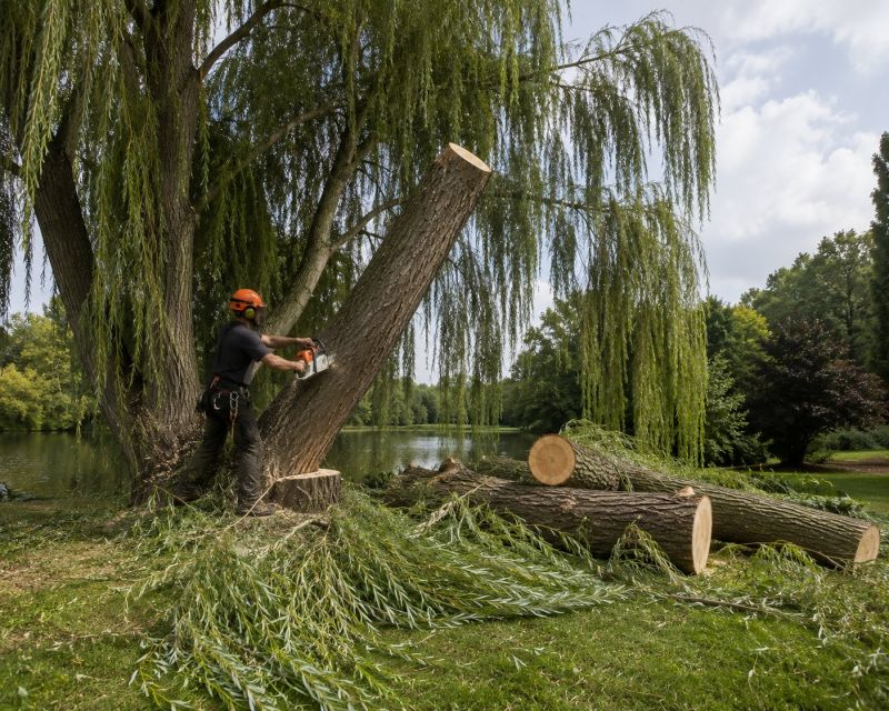 Willow Tree Removal in Doylestown, PA