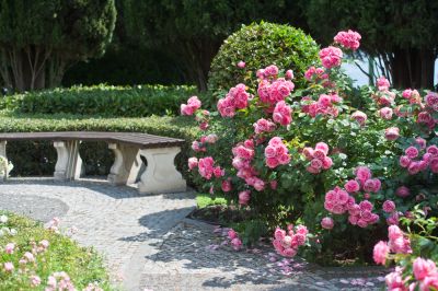 Enjoy the View of Beautiful Rose Bushes!