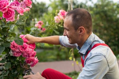 Get Rose Bush Trimming!