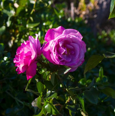 Promote the Growth of Rose Bushes!