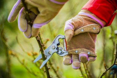 Remove Dead or Wilted Stems!